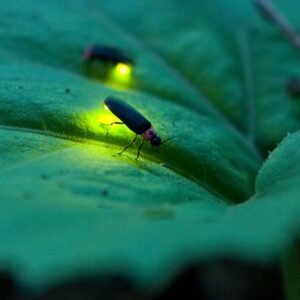 Why Does Fireflies Glow?